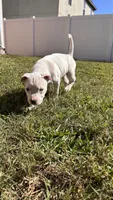 Clifford , a male American Pit Bull Terrier for sale in Kissimmee, FL – 5 of 5