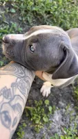 Athena , a female American Pit Bull Terrier for sale in Kissimmee, FL – 2 of 4