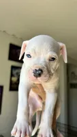 Eros, a male American Pit Bull Terrier for sale in Kissimmee, FL – 1 of 4