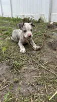 Diva , a female American Pit Bull Terrier for sale in Kissimmee, FL – 4 of 4