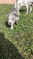 Sassy, a female American Pit Bull Terrier for sale in Kissimmee, FL – 4 of 5