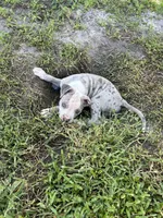 Diva , a female American Pit Bull Terrier for sale in Kissimmee, FL – 2 of 4