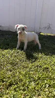 Princess, a female American Pit Bull Terrier for sale in Kissimmee, FL – 3 of 4