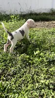 Eros, a male American Pit Bull Terrier for sale in Kissimmee, FL – 4 of 4
