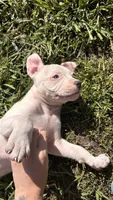 Clifford , a male American Pit Bull Terrier for sale in Kissimmee, FL – 3 of 5