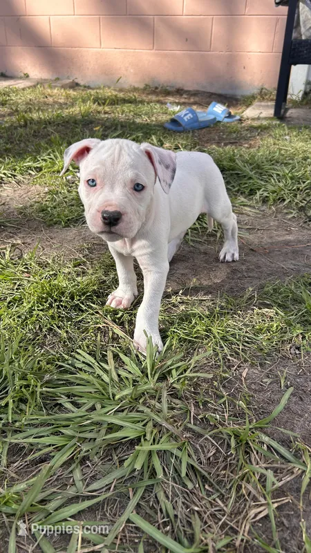 Clifford  – American Pit Bull Terrier puppy for sale in Kissimmee, FL