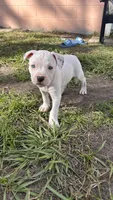 Clifford , a male American Pit Bull Terrier for sale in Kissimmee, FL – 1 of 5