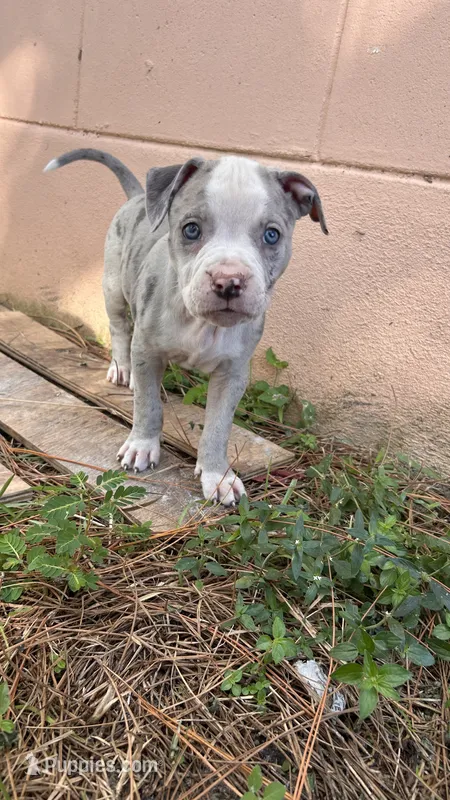 Diva  – American Pit Bull Terrier puppy for sale in Kissimmee, FL
