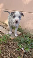 Diva , a female American Pit Bull Terrier for sale in Kissimmee, FL – 1 of 4