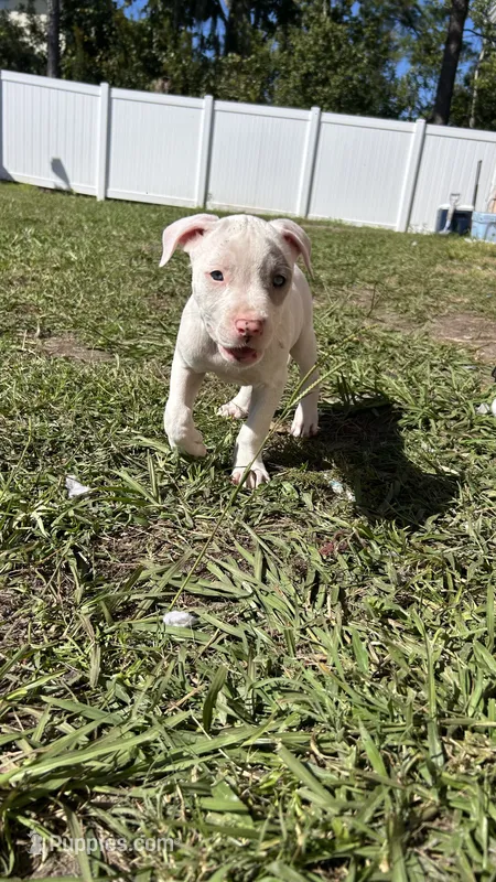 Princess – American Pit Bull Terrier puppy for sale in Kissimmee, FL
