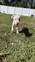 Princess, a female American Pit Bull Terrier for sale in Kissimmee, FL – 1 of 4