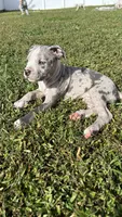 Sassy, a female American Pit Bull Terrier for sale in Kissimmee, FL – 3 of 5