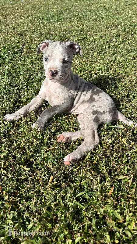 Sassy – American Pit Bull Terrier puppy for sale in Kissimmee, FL