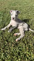 Sassy, a female American Pit Bull Terrier for sale in Kissimmee, FL – 1 of 5