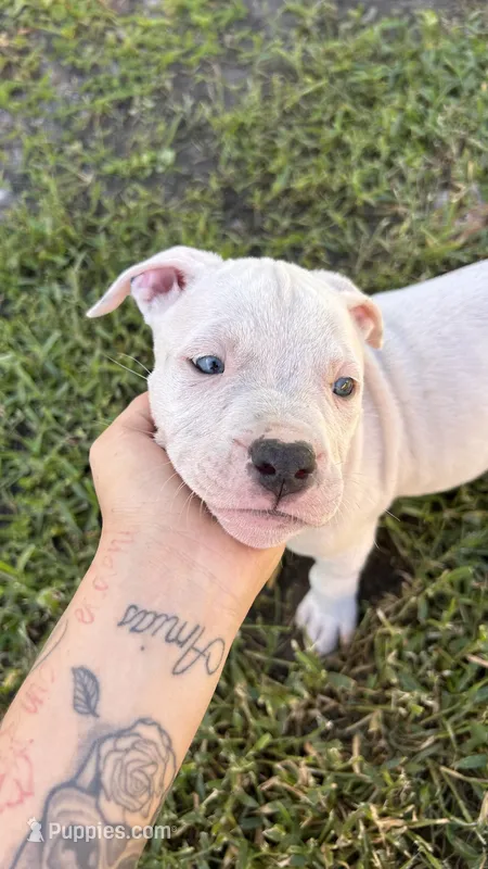 Peaches – American Pit Bull Terrier puppy for sale in Kissimmee, FL