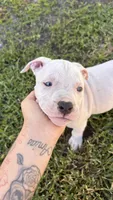 Peaches, a female American Pit Bull Terrier for sale in Kissimmee, FL – 1 of 3