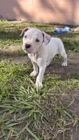 Clifford , a male American Pit Bull Terrier for sale in Kissimmee, FL – 2 of 5