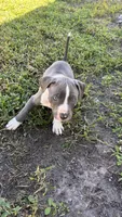 Athena , a female American Pit Bull Terrier for sale in Kissimmee, FL – 4 of 4