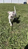 Peaches, a female American Pit Bull Terrier for sale in Kissimmee, FL – 2 of 3