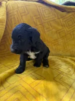 Sophie, a female Aussiedoodle for sale in Shelby, NC – 2 of 3