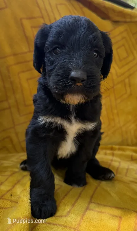 Sophie – Aussiedoodle puppy for sale in Shelby, NC