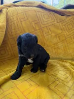 Sophie, a female Aussiedoodle for sale in Shelby, NC – 3 of 3