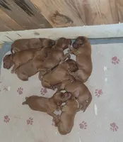 Jasper, a male Irish Setter for sale in Wills Point, TX – 4 of 4