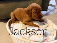 Jackson, a male Irish Setter for sale in Wills Point, TX – 3 of 3