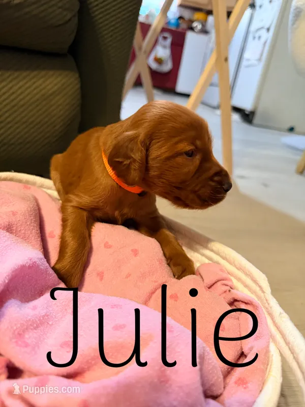 Julie – Irish Setter puppy for sale in Wills Point, TX