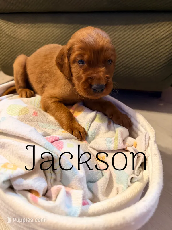 Jackson – Irish Setter puppy for sale in Wills Point, TX