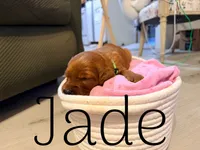 Jade, a female Irish Setter for sale in Wills Point, TX – 3 of 3