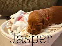Jasper, a male Irish Setter for sale in Wills Point, TX – 3 of 4