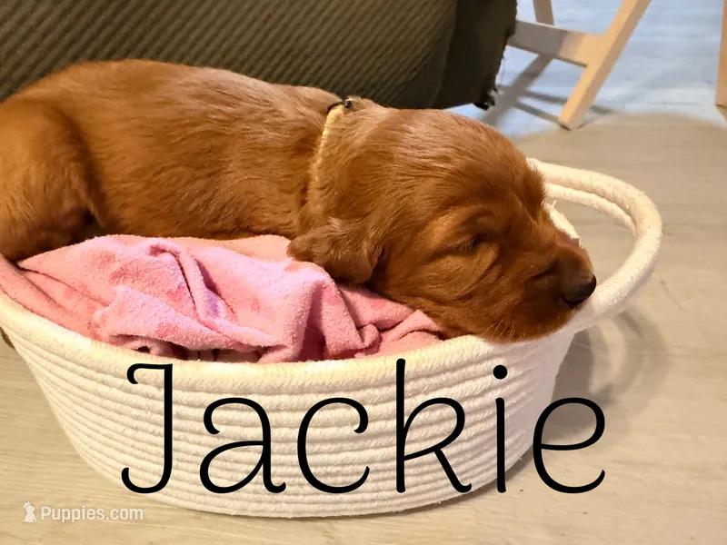 Jackie – Irish Setter puppy for sale in Wills Point, TX