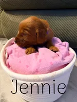 Jennie, a female Irish Setter for sale in Wills Point, TX – 2 of 2