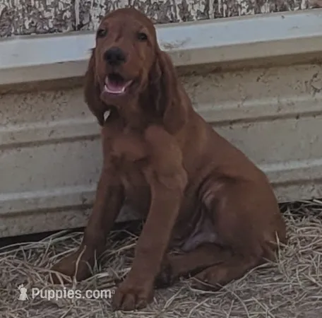 Jasper – Irish Setter puppy for sale in Wills Point, TX