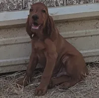 Jasper, a male Irish Setter for sale in Wills Point, TX – 1 of 1