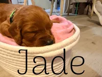 Jade, a female Irish Setter for sale in Wills Point, TX – 2 of 3