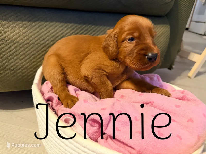 Jennie – Irish Setter puppy for sale in Wills Point, TX