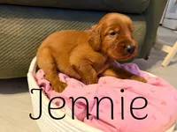 Jennie, a female Irish Setter for sale in Wills Point, TX – 1 of 2
