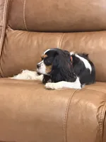 Clara Belle, a female Cavalier King Charles Spaniel for sale in Wills Point, TX – 5 of 5