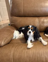 Clara Belle, a female Cavalier King Charles Spaniel for sale in Wills Point, TX – 4 of 5