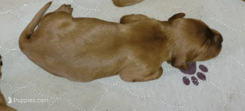 female, a female Irish Setter for sale in Wills Point, TX – 1 of 3