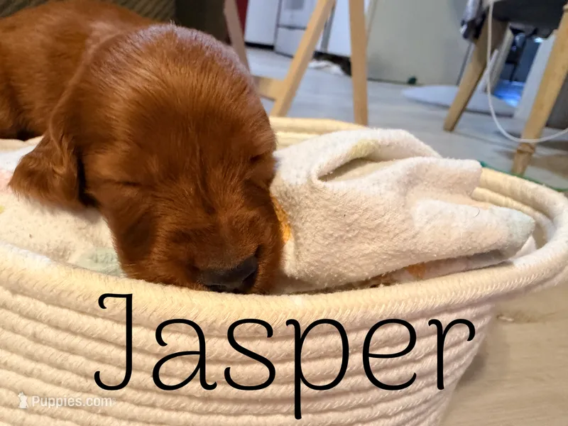 Jasper – Irish Setter puppy for sale in Wills Point, TX