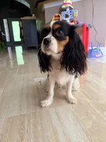 Clara Belle, a female Cavalier King Charles Spaniel for sale in Wills Point, TX – 2 of 5