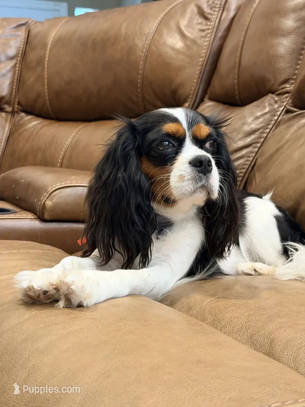 Clara Belle – Cavalier King Charles Spaniel puppy for sale in Wills Point, TX