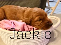 Jackie, a female Irish Setter for sale in Wills Point, TX – 2 of 2