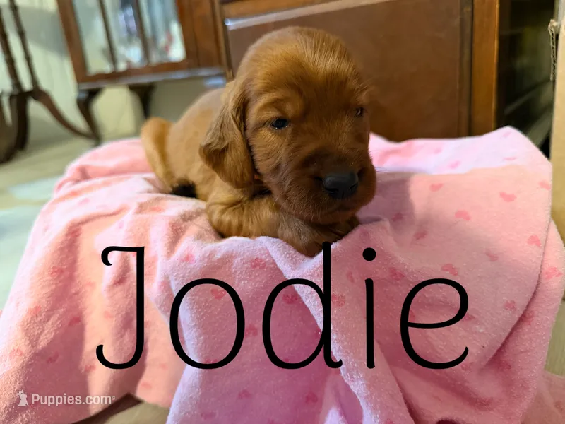 Jodie – Irish Setter puppy for sale in Wills Point, TX