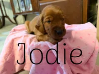Jodie, a female Irish Setter for sale in Wills Point, TX – 1 of 2