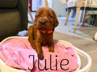 Julie, a female Irish Setter for sale in Wills Point, TX – 2 of 2