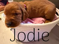 Jodie, a female Irish Setter for sale in Wills Point, TX – 2 of 2